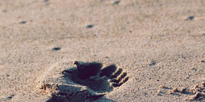 碳足迹认证：以生命周期评估驱动供应链透明化，迈向碳中和未来