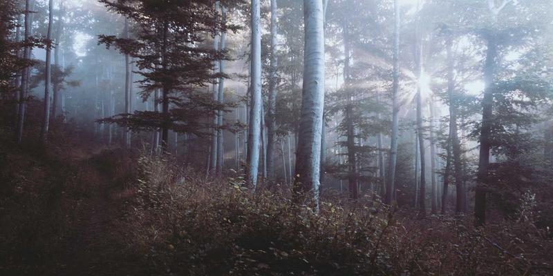 绿色认证1.4：环境责任的新标杆与生态友好实践的权威指南